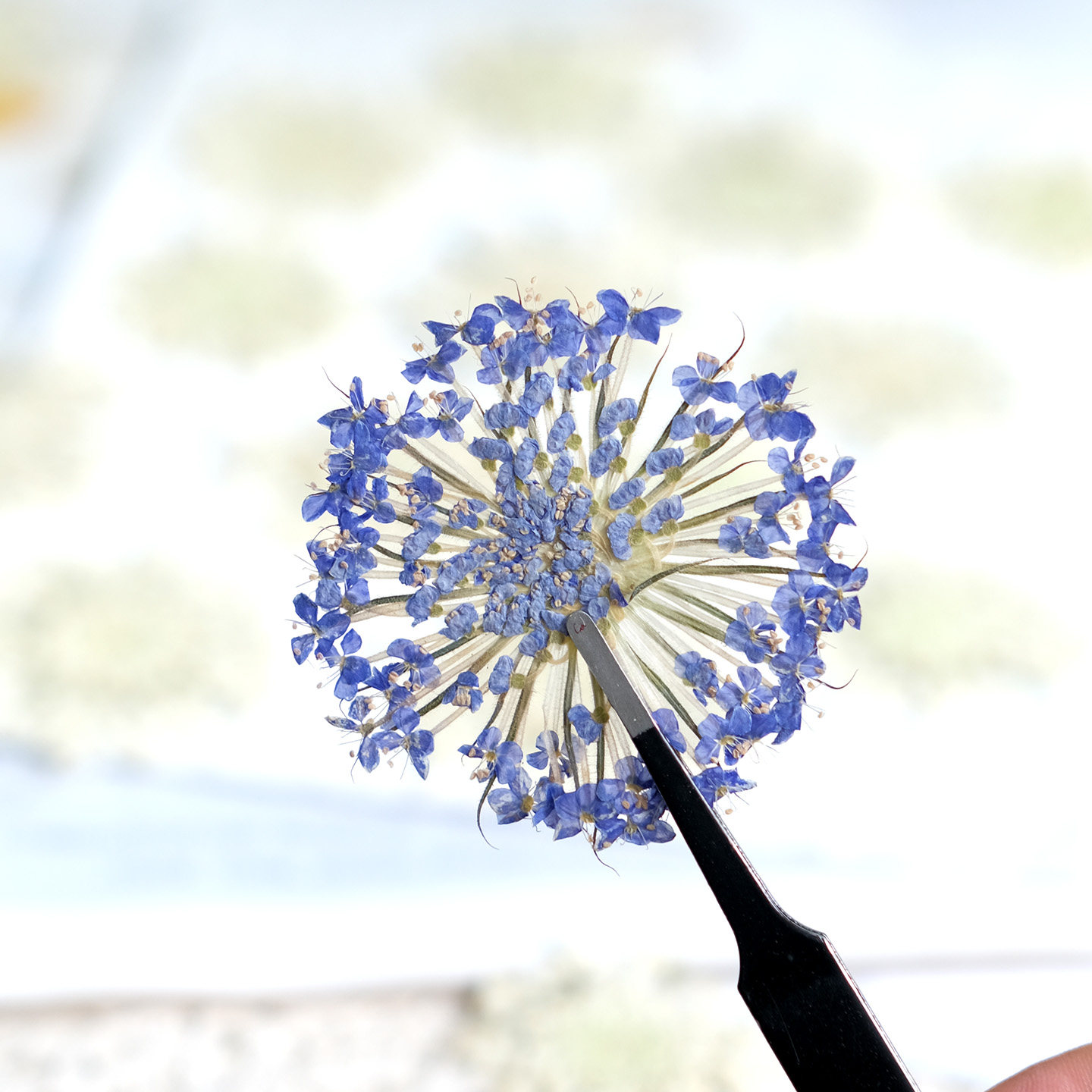 12 fleurs de perles d'émeraude - Dried Flower Bookmark avis et prix