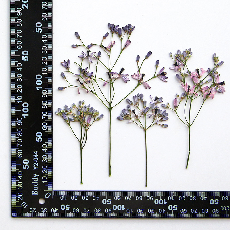 120 pièces de fleurs séchées p - Dried Flower Bookmark avis et prix
