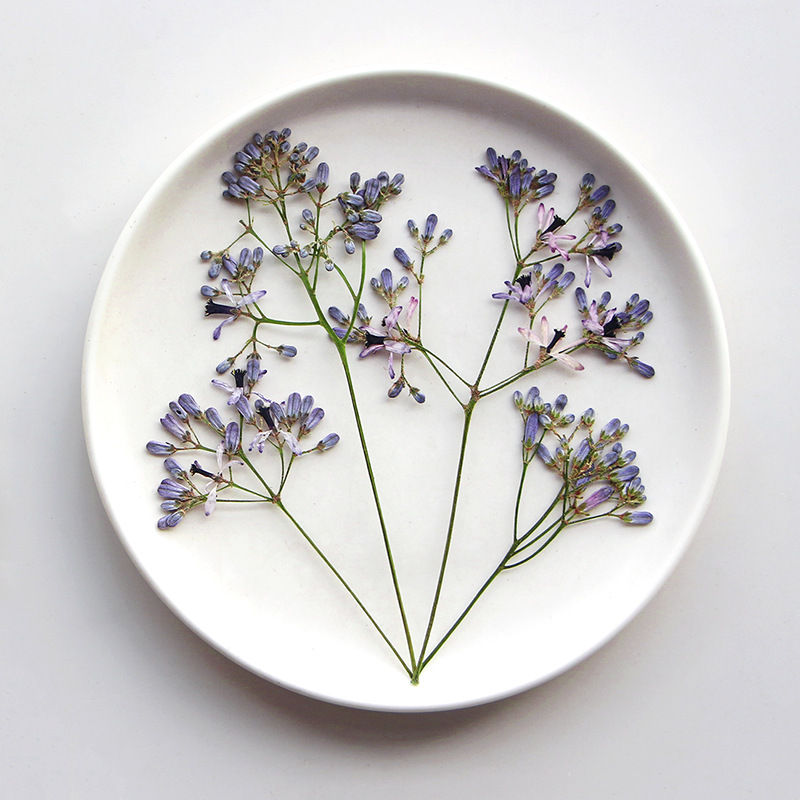 120 pièces de fleurs séchées p - Dried Flower Bookmark avis et prix