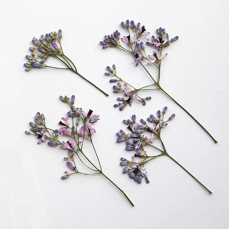 120 pièces de fleurs séchées p - Dried Flower Bookmark avis et prix