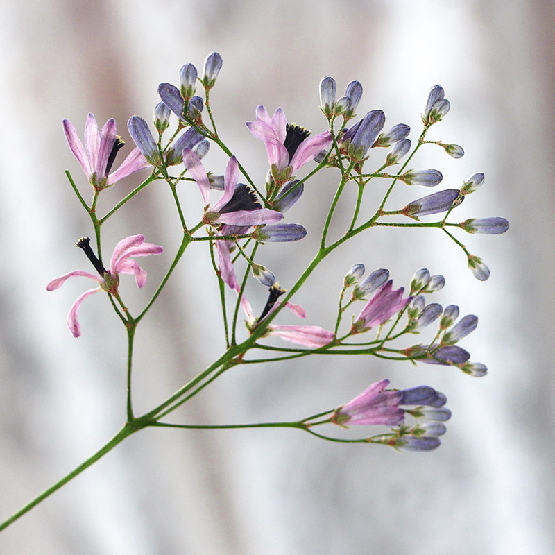 120 pièces de fleurs séchées p - Dried Flower Bookmark avis et prix